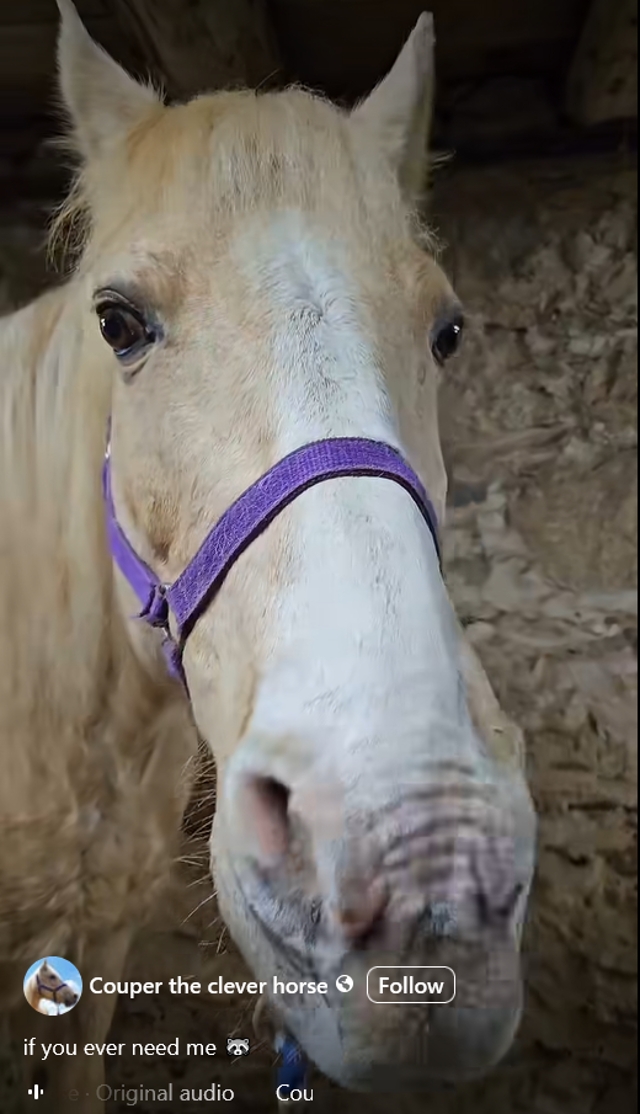 Couper the clever horse